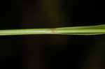 White edge sedge